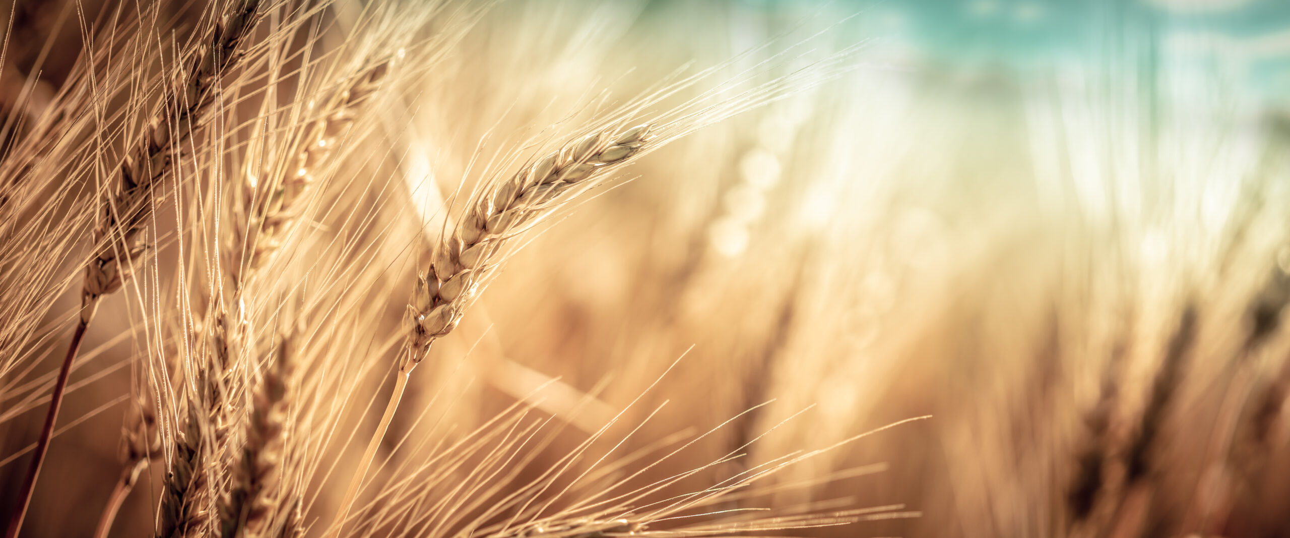 Close-up Of Ripe Golden Wheat With Vintage Effect, Clouds And Sk